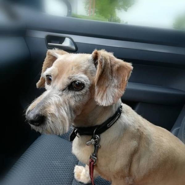 beauty-doggy-toilettage-resultat