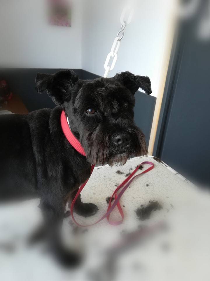 beauty-doggy-toilettage-resultat