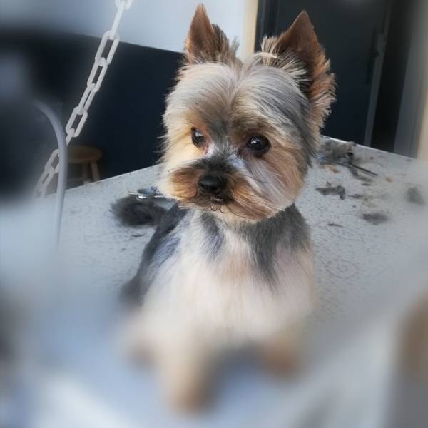 beauty-doggy-toilettage-resultat