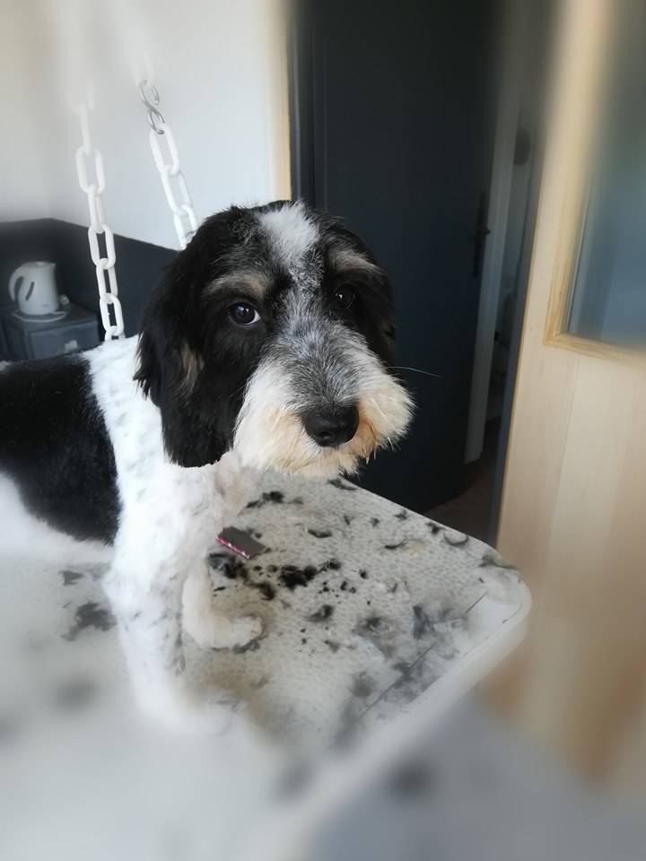 beauty-doggy-toilettage-resultat