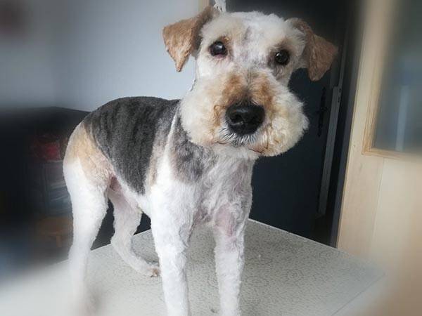 beauty-doggy-toilettage-resultat