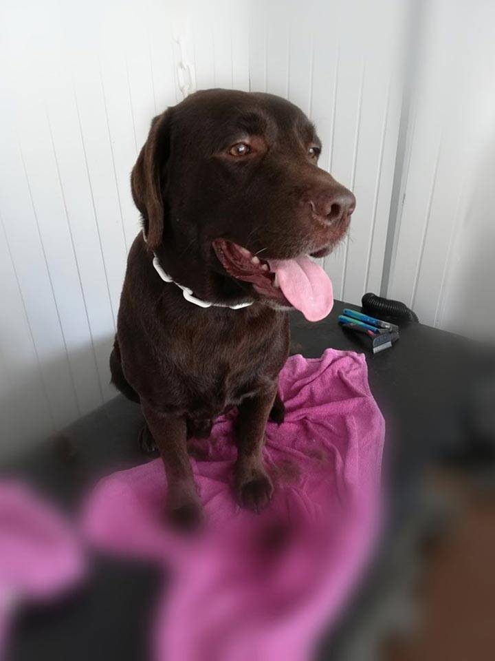 beauty-doggy-toilettage-resultat