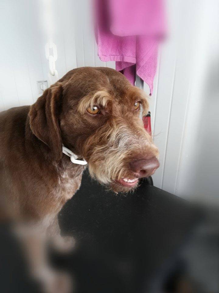 beauty-doggy-toilettage-resultat