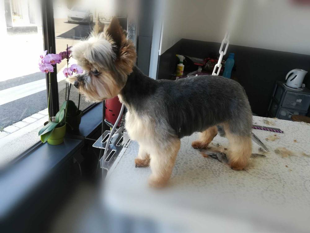 beauty-doggy-toilettage-resultat