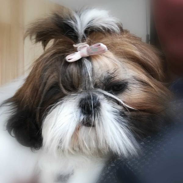 beauty-doggy-toilettage-resultat